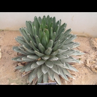Agave victoriae-reginae (fam Agavacees) (Mexique) (2)